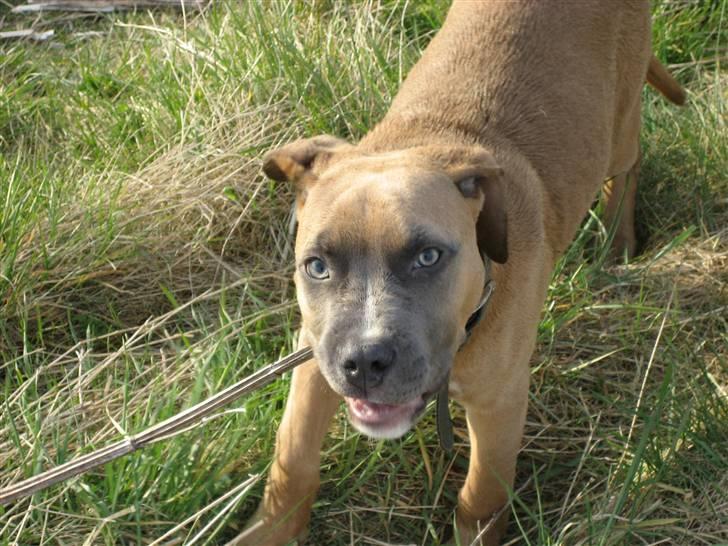 Amerikansk staffordshire terrier Enzo billede 2
