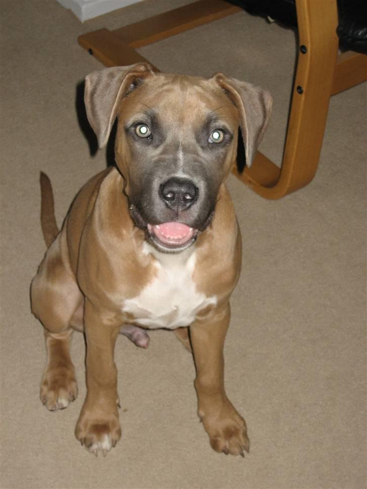 Amerikansk staffordshire terrier Enzo billede 3