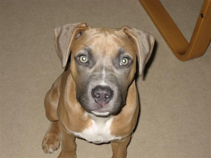 Amerikansk staffordshire terrier Enzo billede 4