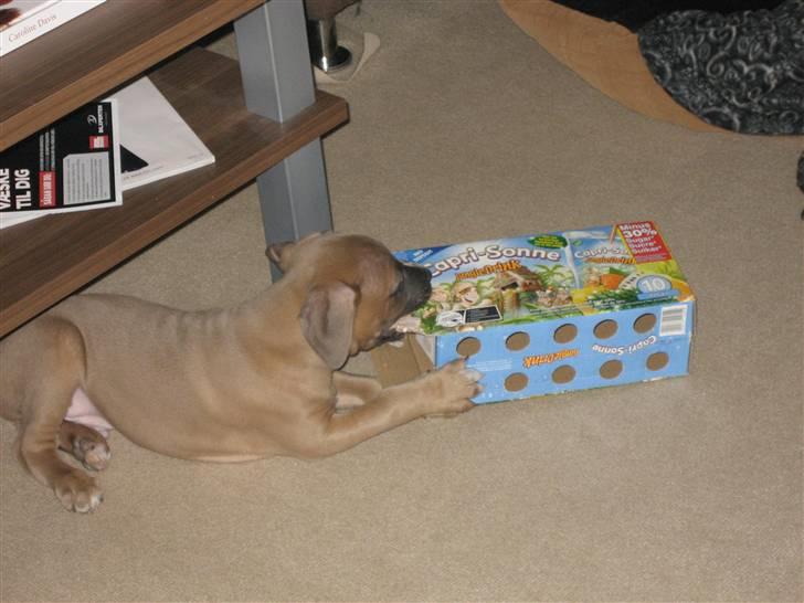 Amerikansk staffordshire terrier Enzo billede 5