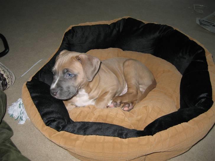 Amerikansk staffordshire terrier Enzo billede 6