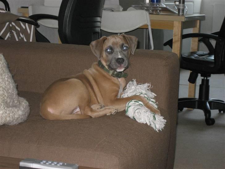 Amerikansk staffordshire terrier Enzo billede 7