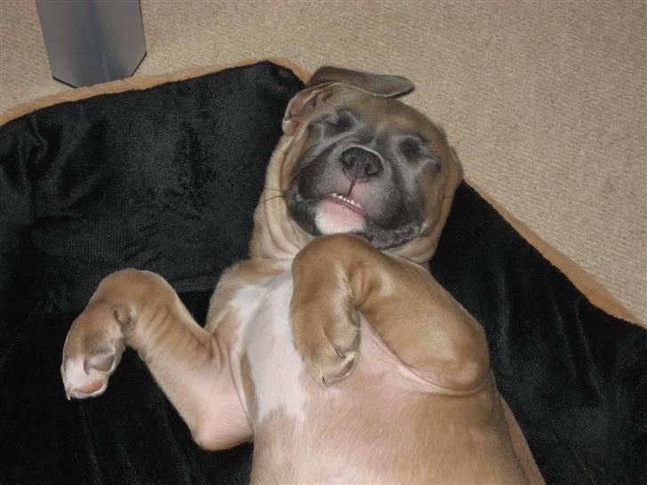 Amerikansk staffordshire terrier Enzo billede 8