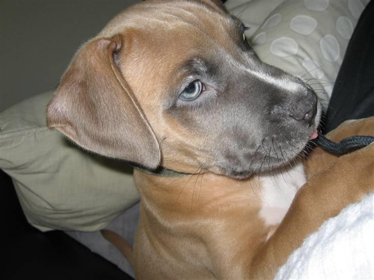 Amerikansk staffordshire terrier Enzo billede 9