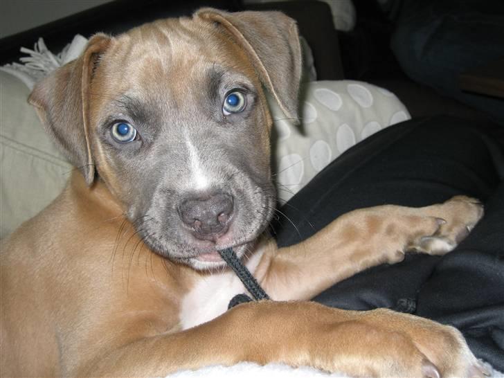 Amerikansk staffordshire terrier Enzo billede 10