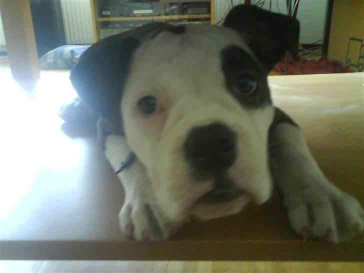 Olde english bulldogge Ørsteds Asta*Himmelhund* - Asta på hylden under vores sofabord, det er mange kg. siden hun har kunne være der *g*  billede 4