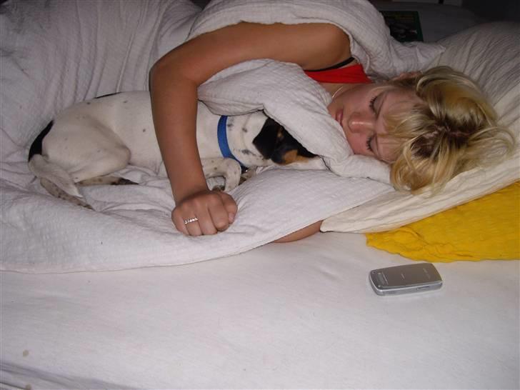 Dansk svensk gaardhund Vaks - Smut pomfrit, vi sover altså !! Kl. er kun 10 .. billede 7