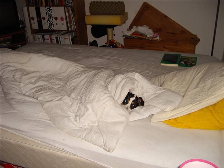 Dansk svensk gaardhund Vaks - Nej, jeg gider altså stadig ikk .. billede 8