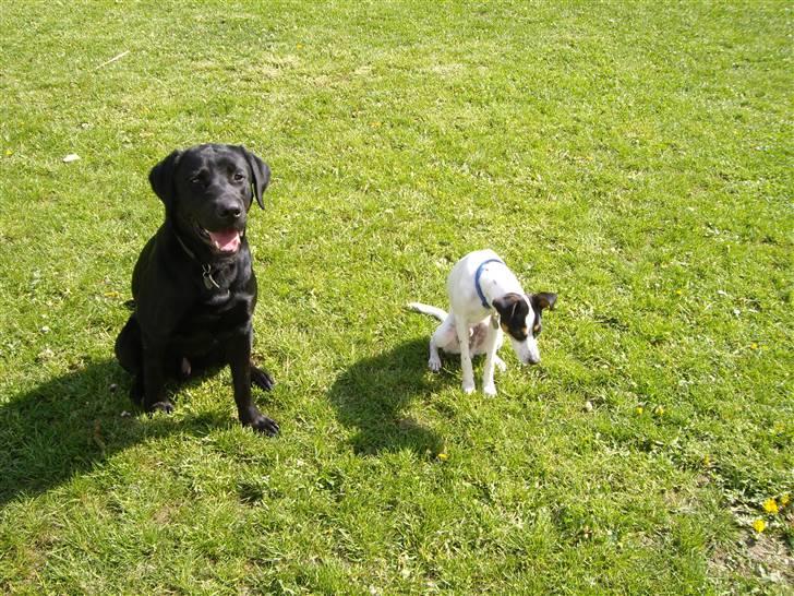 Dansk svensk gaardhund Vaks - Smi .. Hov, hva det for en lugt ? billede 9