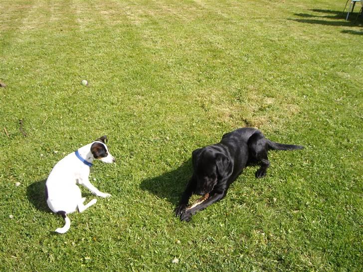 Dansk svensk gaardhund Vaks - Altså hva er det du laver .? Ka du lære mig det ? billede 10