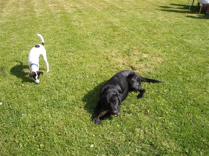 Dansk svensk gaardhund Vaks - Gider du ikk snart lette bagdelen - nu har du ligget der i ti min. og jeg keder mig .. billede 11