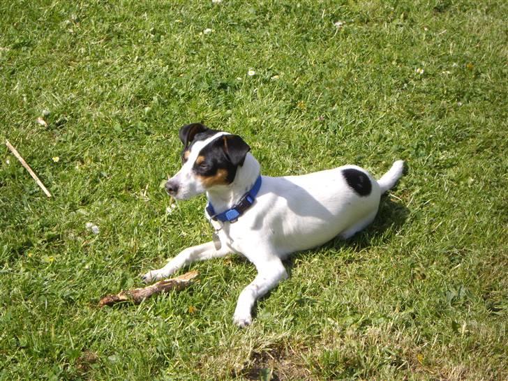 Dansk svensk gaardhund Vaks - Den keder mig den pind .. hmm .. billede 12