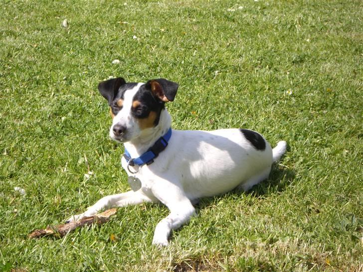 Dansk svensk gaardhund Vaks - Altså, den sol .. billede 13