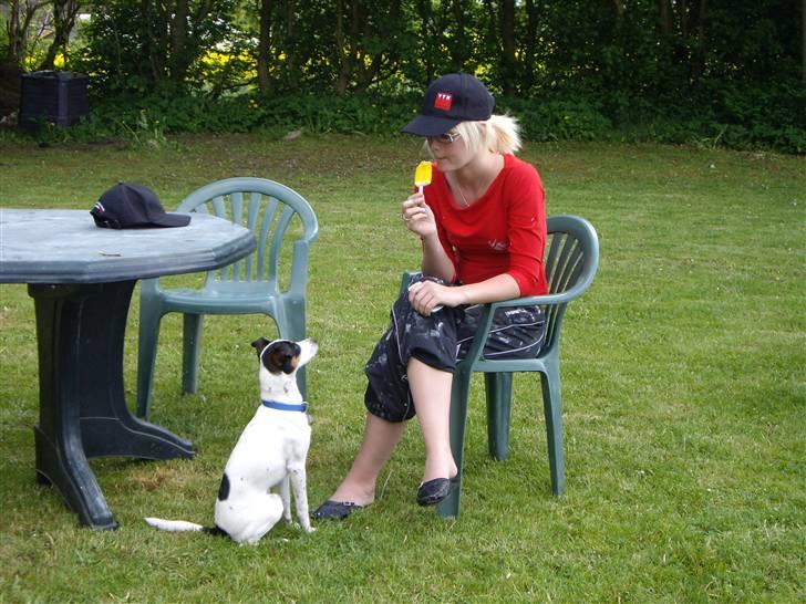 Dansk svensk gaardhund Vaks - Mums .. Iiiis .. billede 14