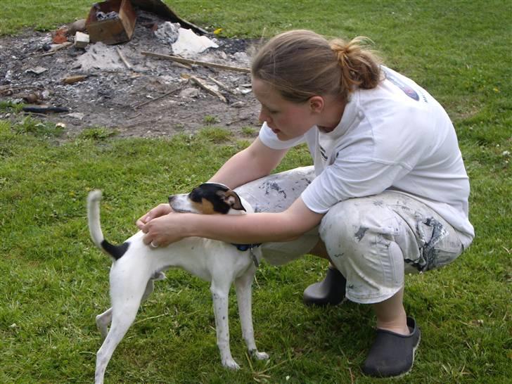 Dansk svensk gaardhund Vaks - Ja tak, såå ligger jeg hovedet her, såå klør du bar videre .. billede 15