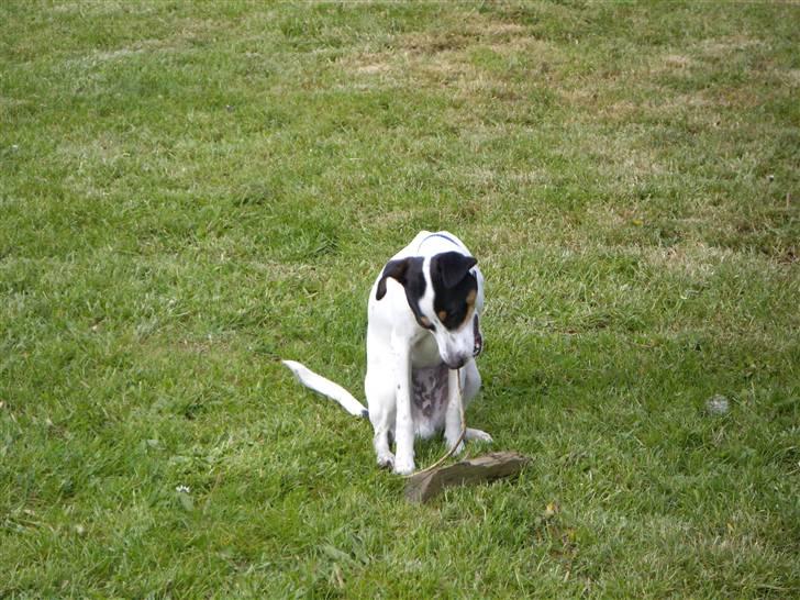Dansk svensk gaardhund Vaks - Det er lidt svært når man er så lille, altså .. billede 16