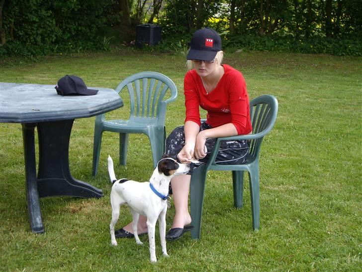 Dansk svensk gaardhund Vaks - Endelig fik jeg lov at smage .. billede 17