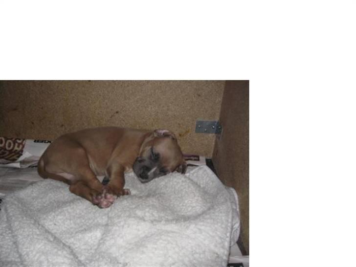 Amerikansk staffordshire terrier Enzo billede 11