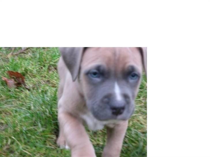 Amerikansk staffordshire terrier Enzo billede 12