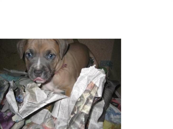 Amerikansk staffordshire terrier Enzo billede 13