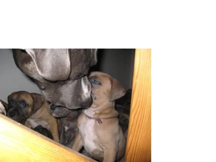 Amerikansk staffordshire terrier Enzo billede 14