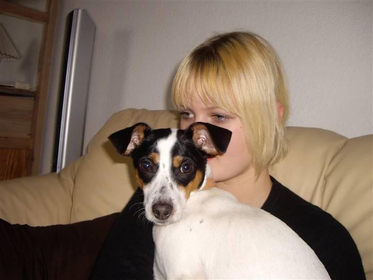 Dansk svensk gaardhund Vaks billede 20