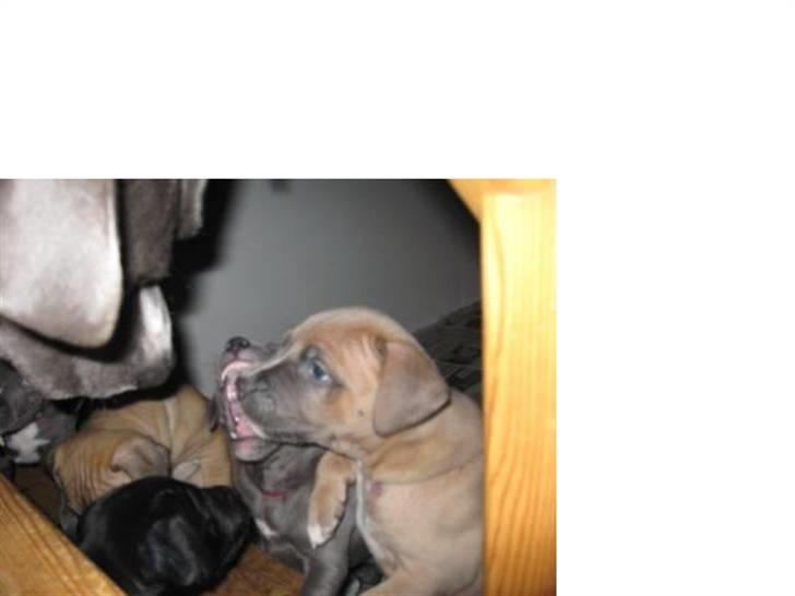 Amerikansk staffordshire terrier Enzo billede 15