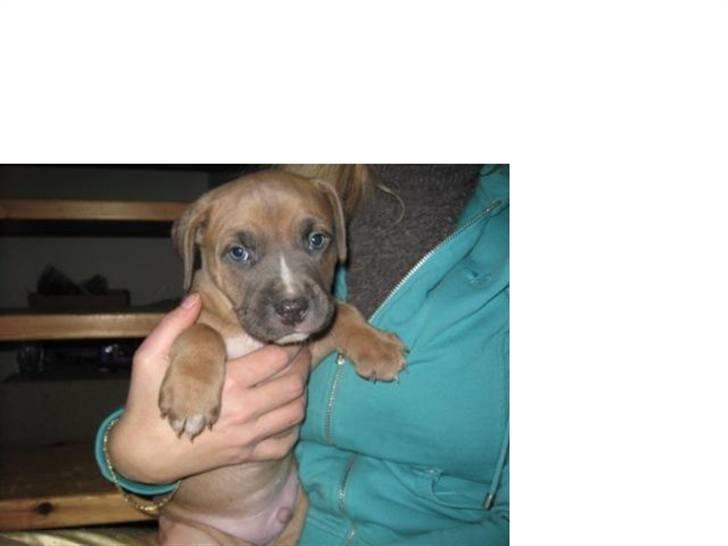 Amerikansk staffordshire terrier Enzo billede 16