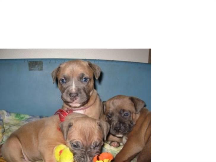 Amerikansk staffordshire terrier Enzo billede 17