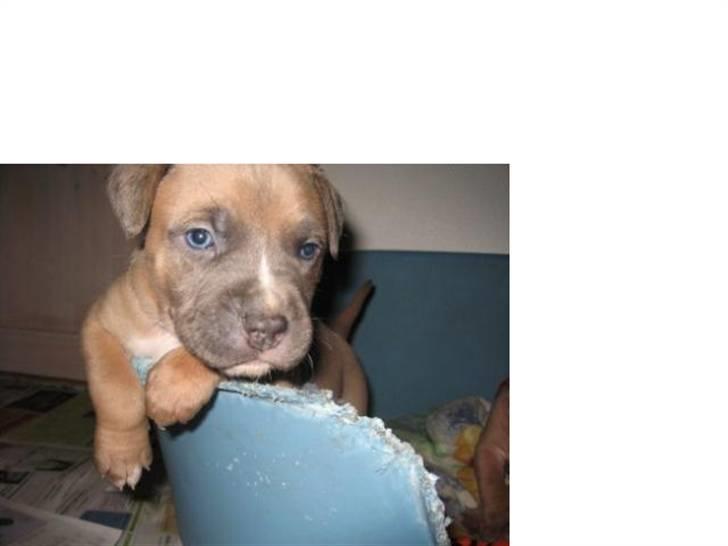 Amerikansk staffordshire terrier Enzo billede 18