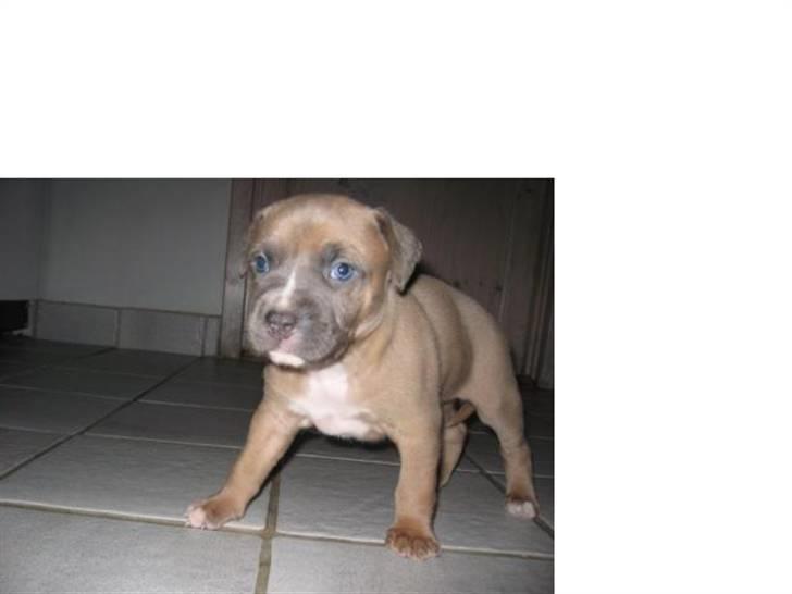 Amerikansk staffordshire terrier Enzo billede 19