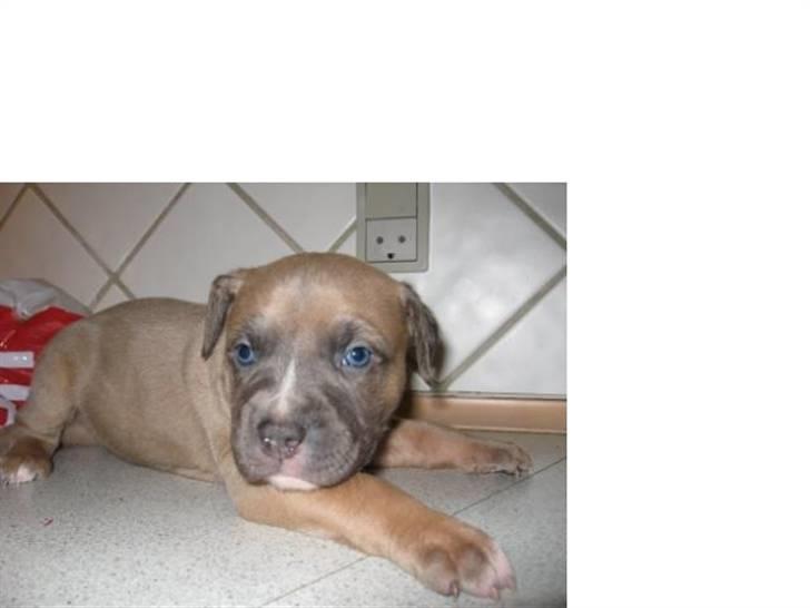 Amerikansk staffordshire terrier Enzo billede 20