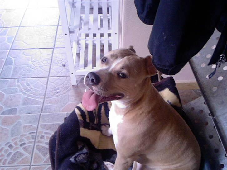 Amerikansk staffordshire terrier Freja billede 13