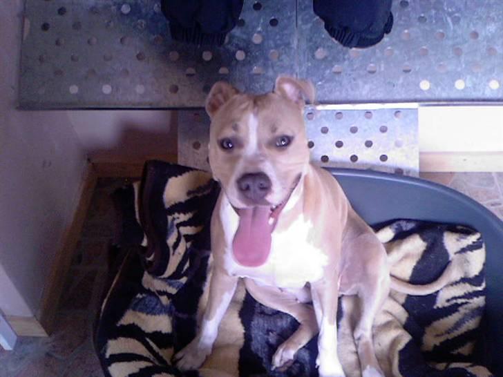 Amerikansk staffordshire terrier Freja billede 14