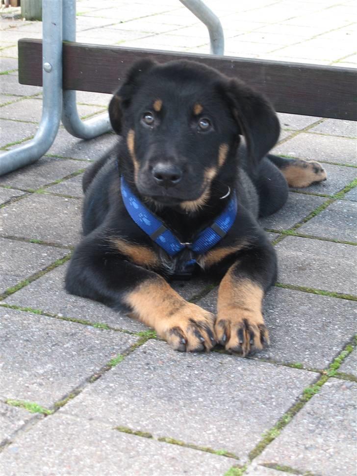 Blanding af racer Enzo billede 1