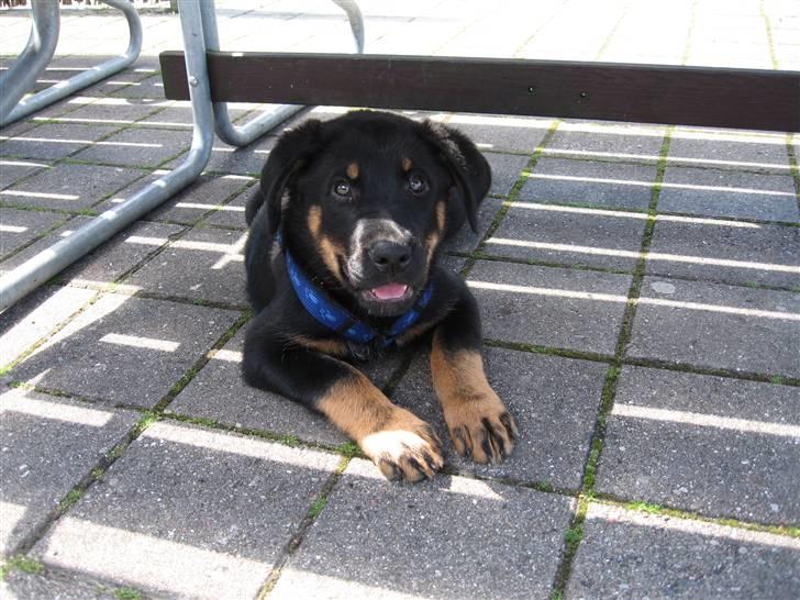 Blanding af racer Enzo billede 2