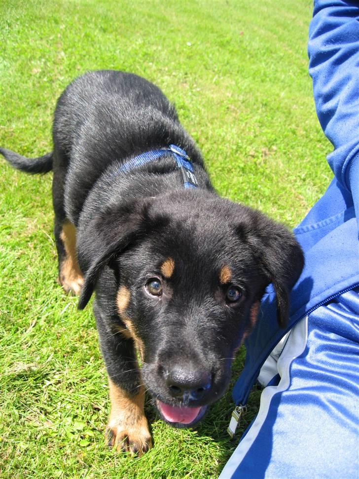 Blanding af racer Enzo billede 3