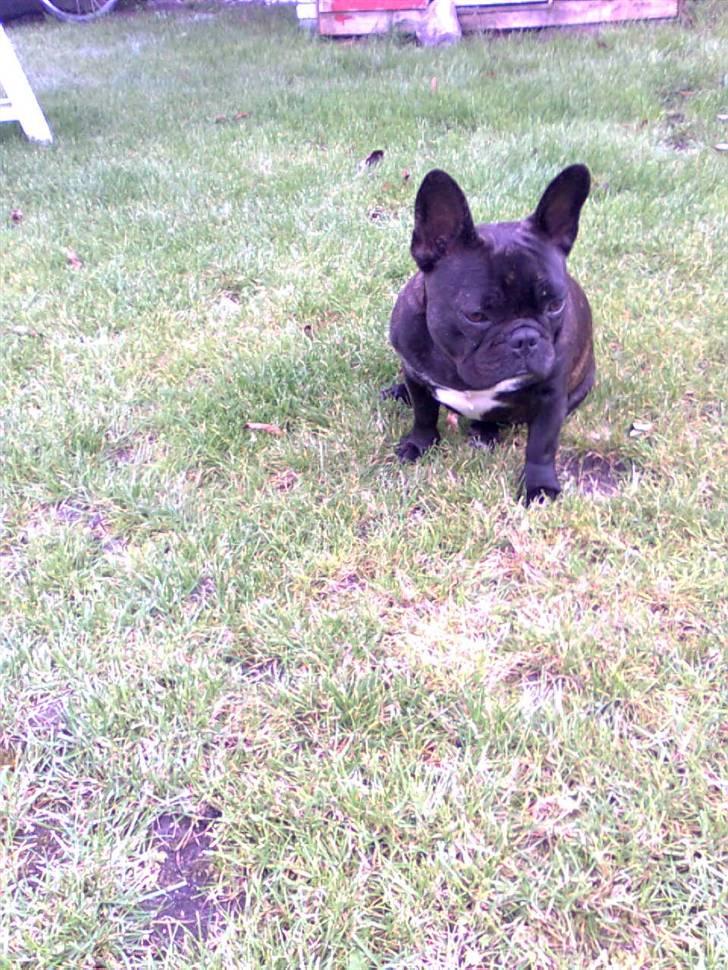 Fransk bulldog Lilo *RIP* - søde <3 billede 8