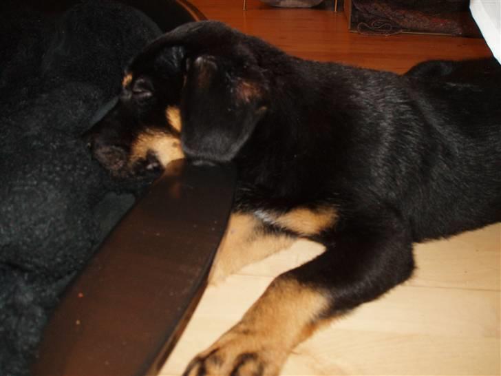 Blanding af racer Enzo billede 4