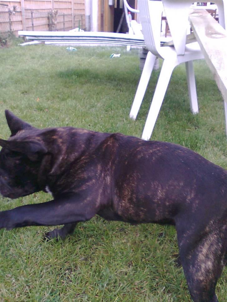 Fransk bulldog Lilo *RIP* - hehe :D billede 9