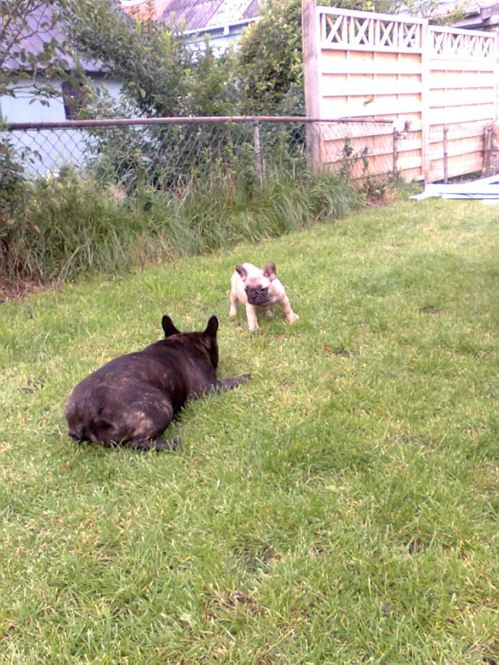 Fransk bulldog Lilo *RIP* - lilo og luna <3 billede 10