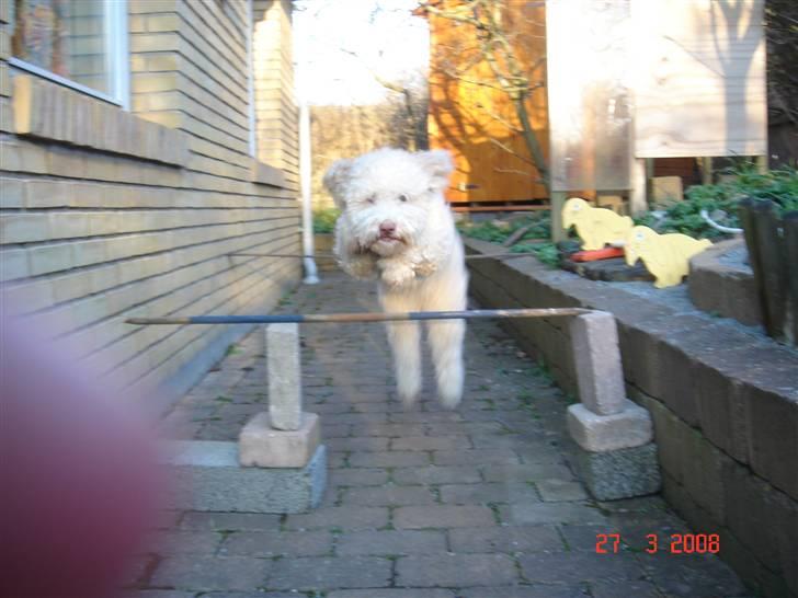Lagotto romagnolo Luna - Luna i fuldt firspring :D billede 6