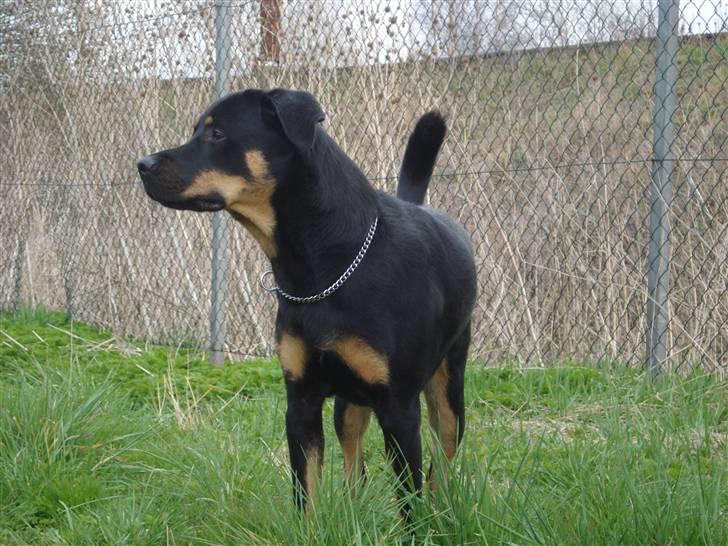 Blanding af racer Enzo billede 5