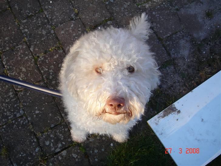 Lagotto romagnolo Luna billede 7