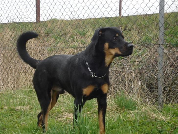 Blanding af racer Enzo billede 6