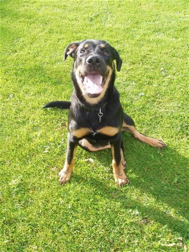 Blanding af racer Enzo billede 7