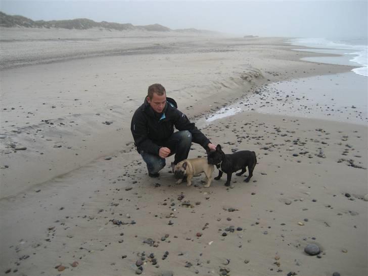 Fransk bulldog Lilo *RIP* - på stranden (: billede 11