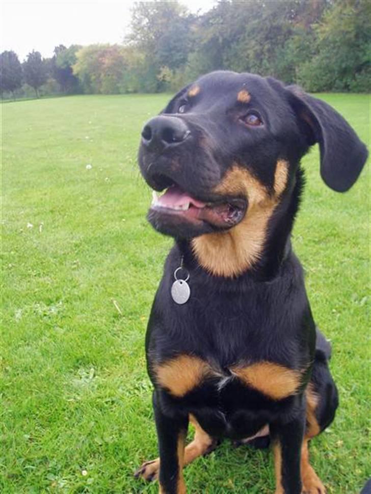 Blanding af racer Enzo billede 8