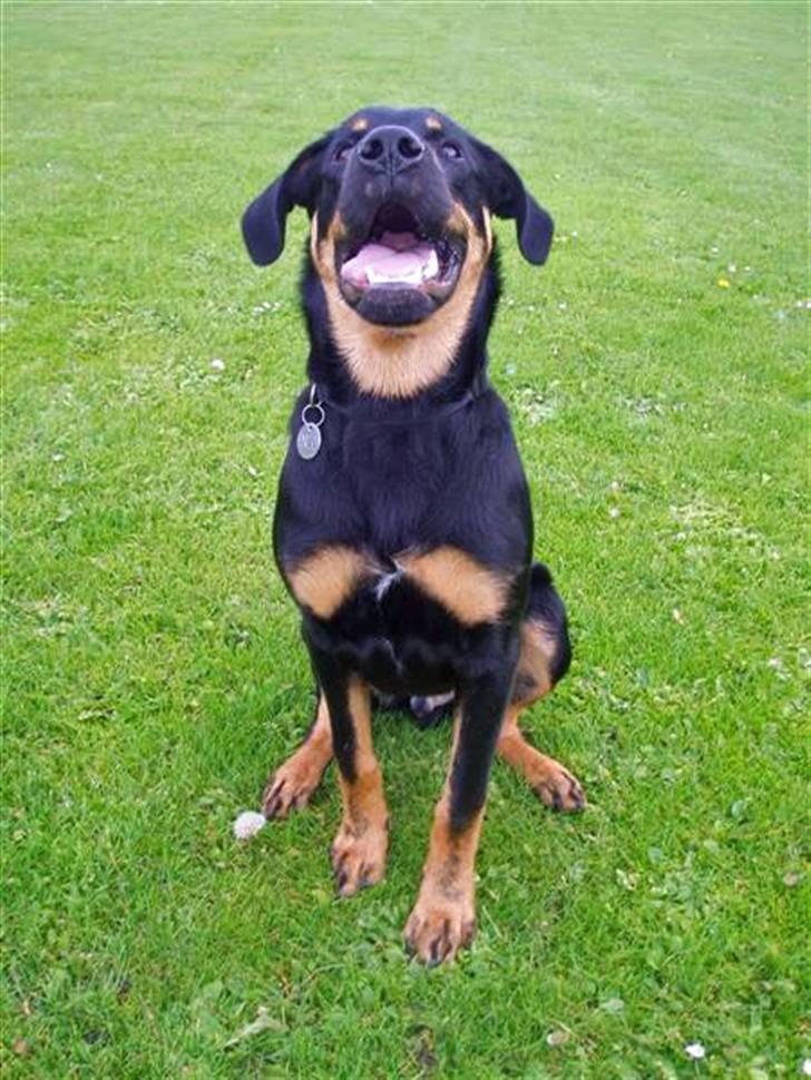 Blanding af racer Enzo billede 9