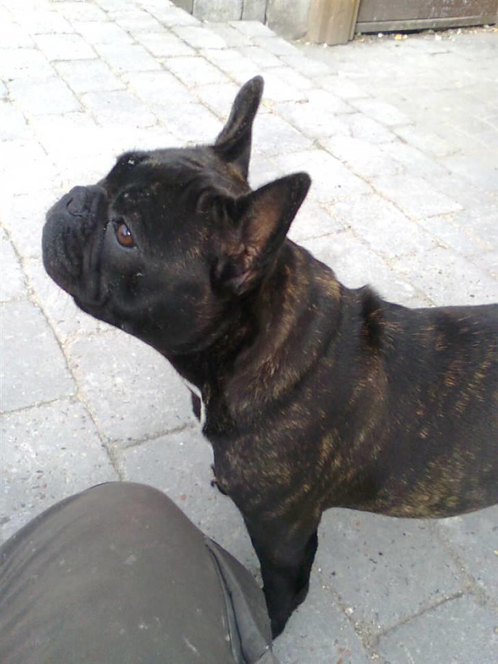 Fransk bulldog Lilo *RIP* - Flotte :D  billede 12